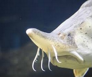 Beluga sturgeon in the Black Sea